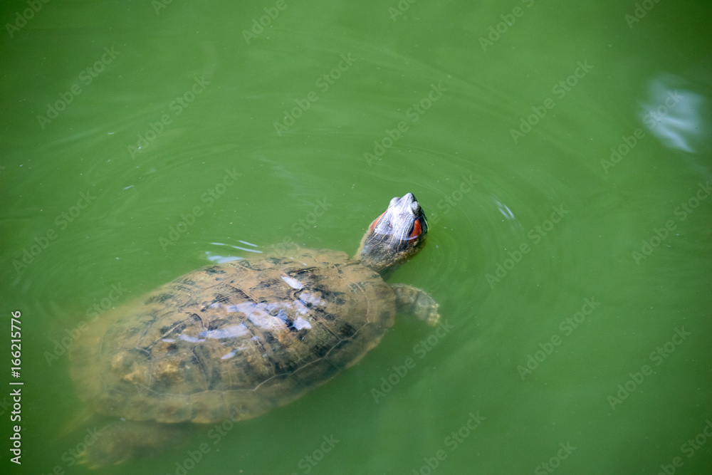Obraz premium snapping turtle swimming and head up over the surface.
