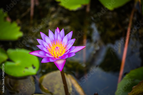 Purple waterlily in pond close up.