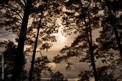 Silhouette black Pine tree forest and sunlight