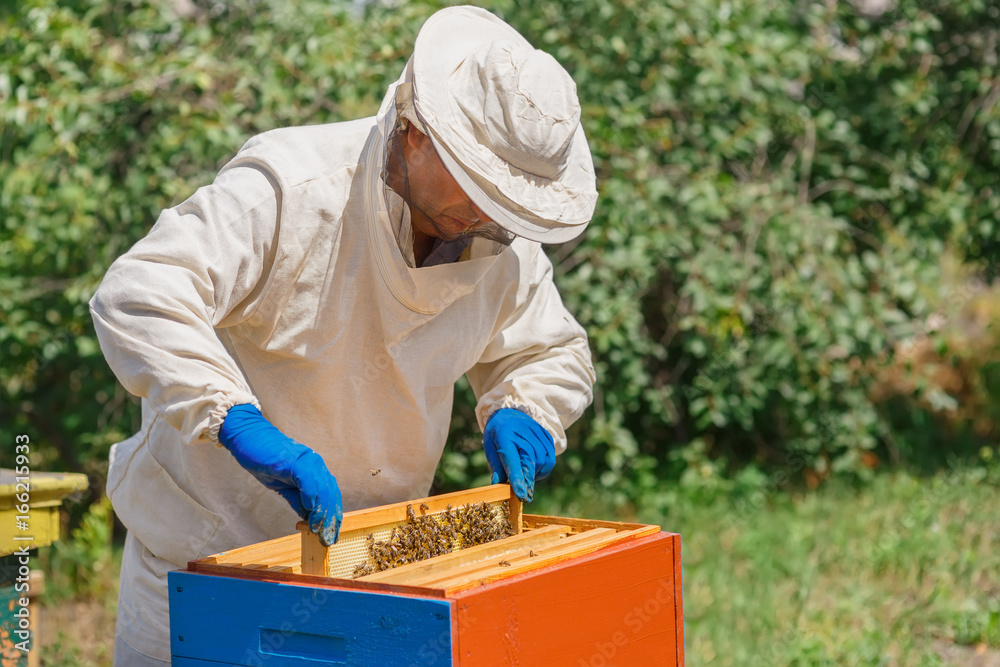 beekeeper with honeycomb beekeeper with honeycomb