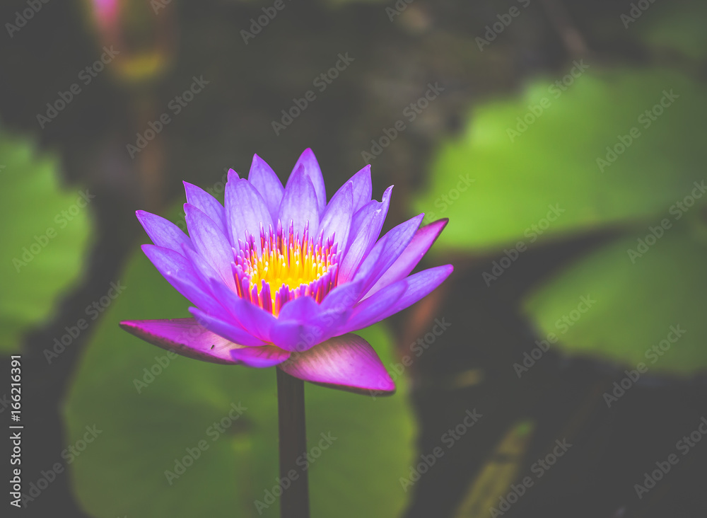Purple waterlily in pond close up. Purple waterlily in pond close up.