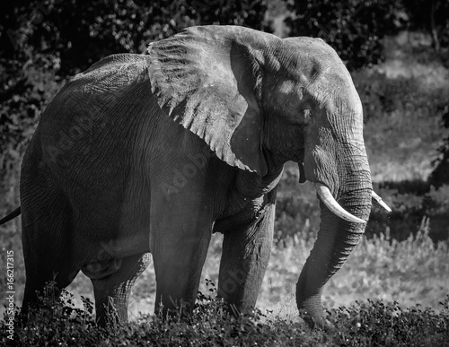  Seiten- Ansicht eines elefanten