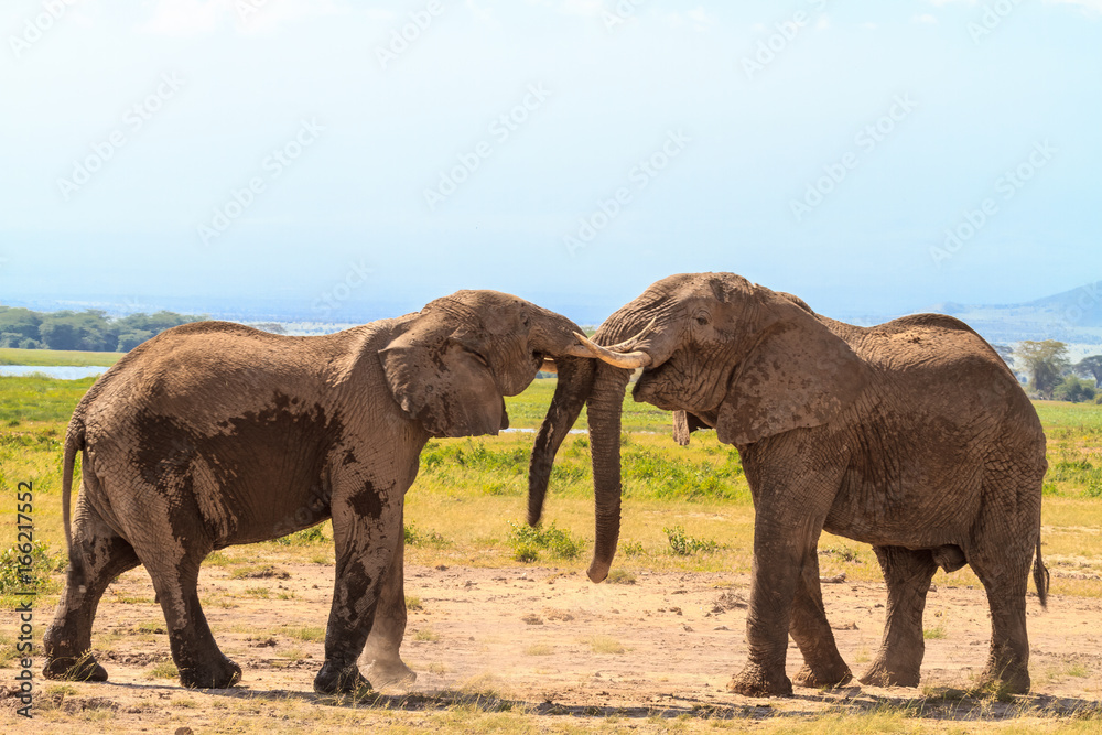 Fototapeta premium Meeting old elephants. Amboseli, Kenya