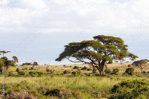 Landscapes of savanna of Amboseli. Kenya, Africa