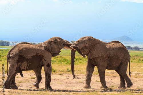 Meeting big elephants. Amboseli  Kenya