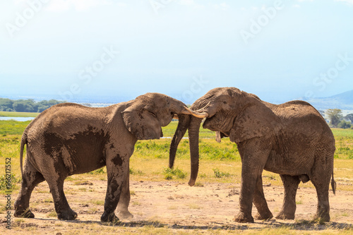 Meeting old elephants. Amboseli  Kenya