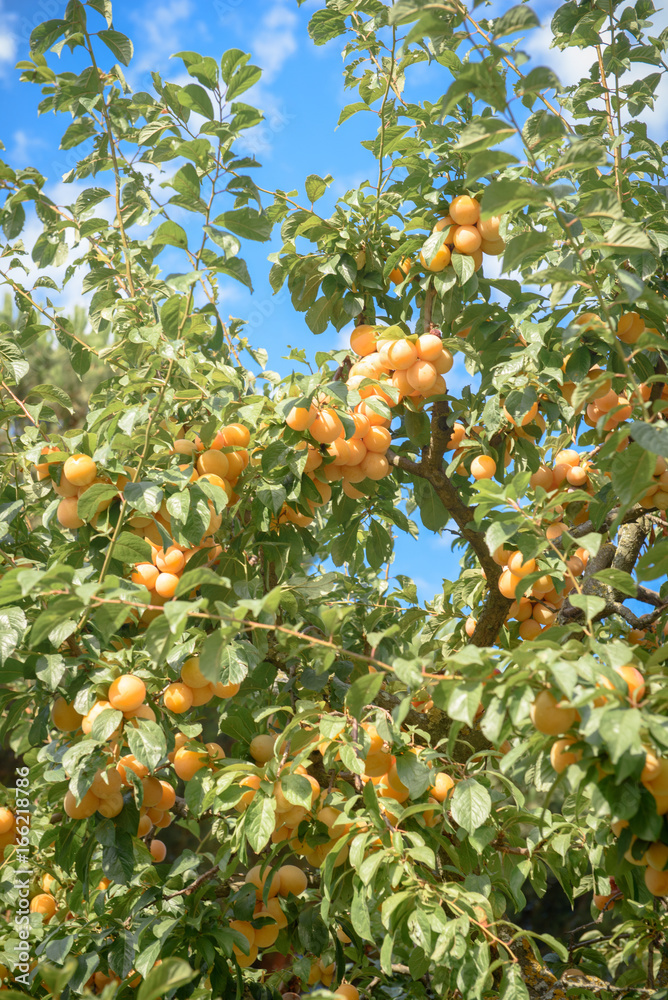 Orange plum tree loaded of ripe fruits Orange plum tree loaded of ripe fruits