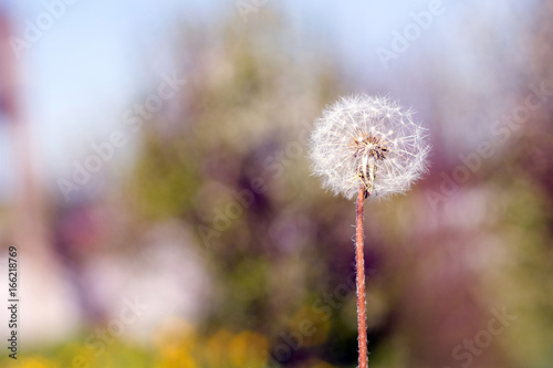 Photo of a dandelion close-up on a nature background