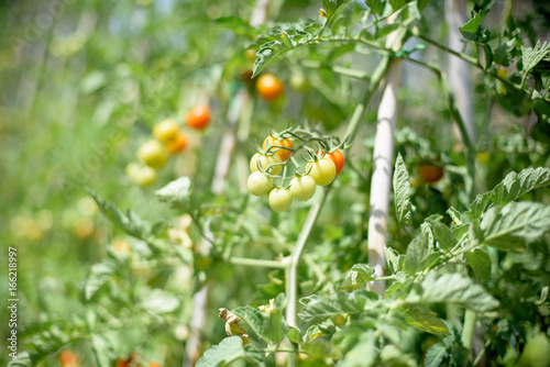 Cherry tomato fruits bunch on plant branch