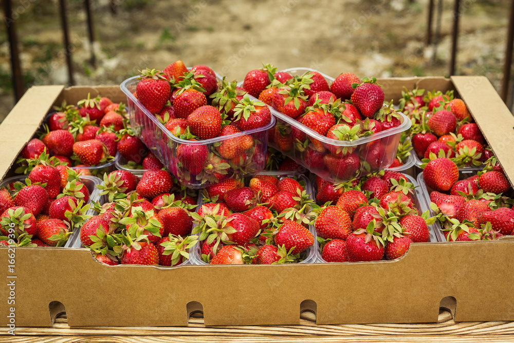 Boxes of strawberries in farmer market. Crates full of fragaria.Strawberries boxes baskets texture in outdoor market,set in a box of strawberries before eating,strawberry crop concept Boxes of strawberries in farmer market. Crates full of fragaria.Strawberries boxes baskets texture in outdoor market,set in a box of strawberries before eating,strawberry crop concept