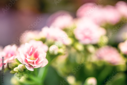 Fototapeta Naklejka Na Ścianę i Meble -  rosa flowers background close-up macro. Spring summer border template floral background. greeting and celebration card. 