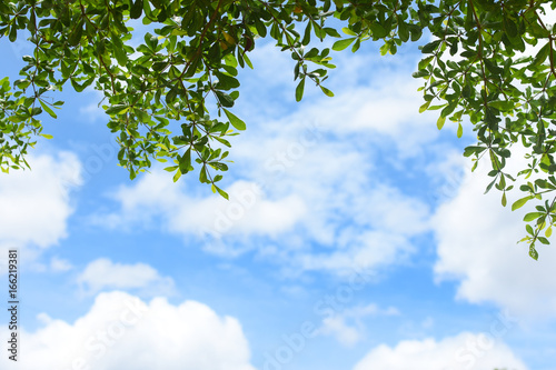 Green leaves with blue sky background
