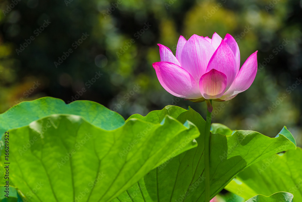 The Lotus Flower.Background is the lotus leaf and  tree.Shooting location is Yokohama, Kanagawa Prefecture Japan.