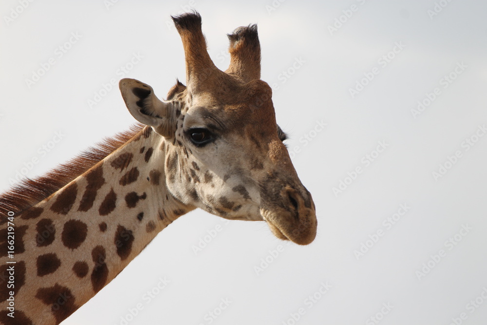 Naklejka premium Giraffe