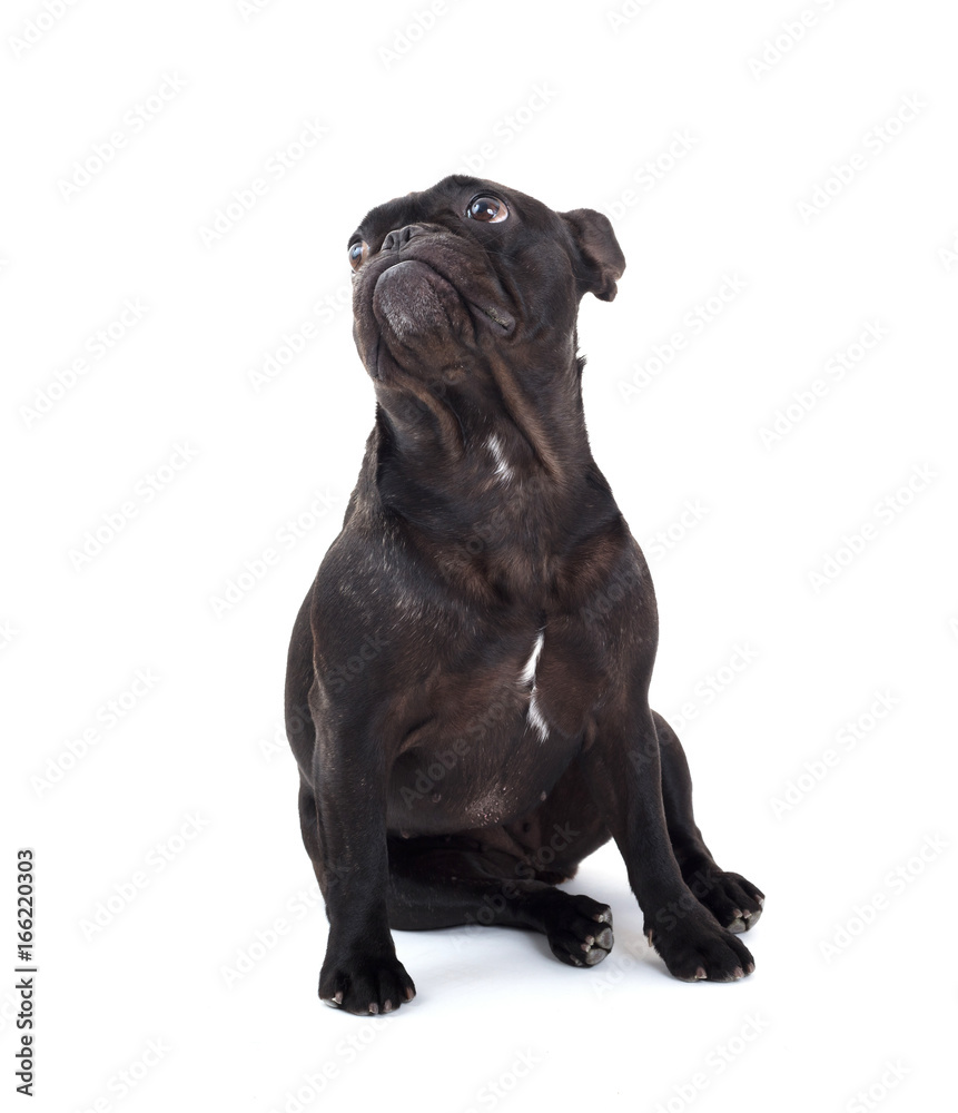 Obraz premium French bulldog isolated