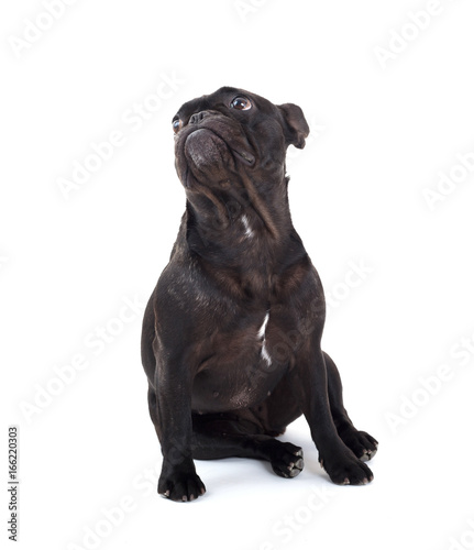 French bulldog isolated © michaklootwijk