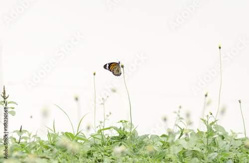 Common Tiger butterfly  sucking nectar from Yellows  flowers photo