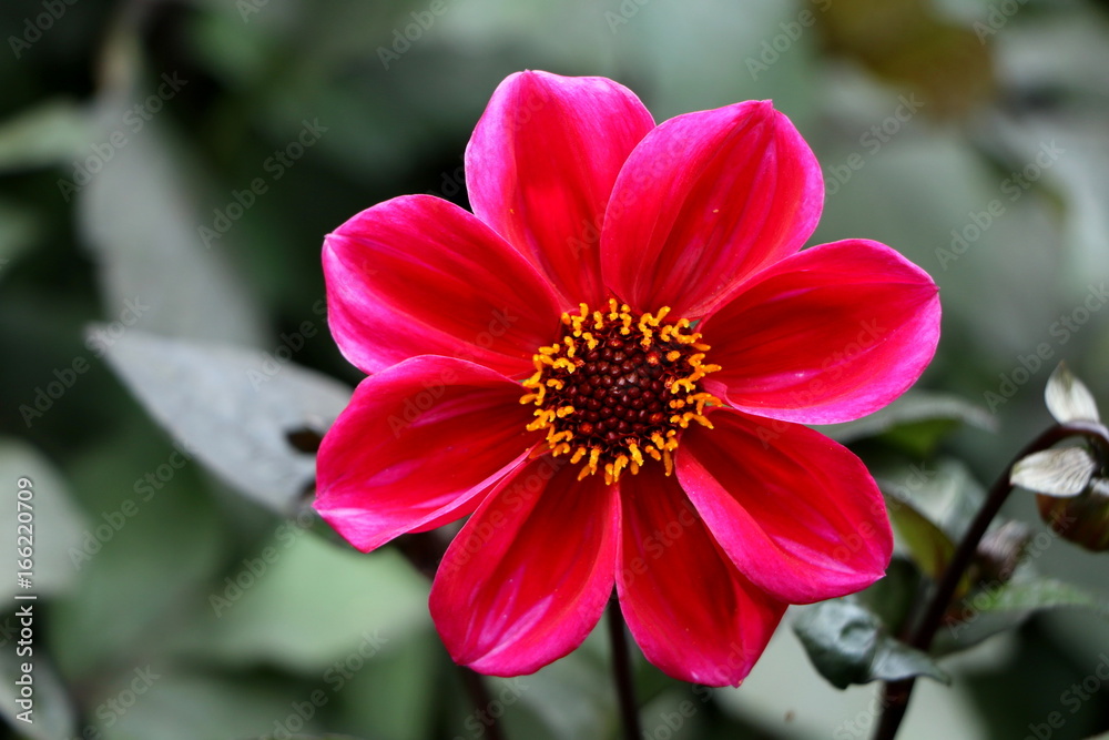Dahlia, Dahlie Dahlia, Dahlie