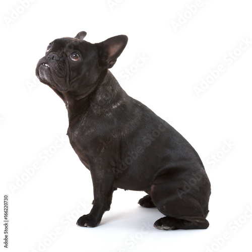 Fototapeta Naklejka Na Ścianę i Meble -  French bulldog isolated