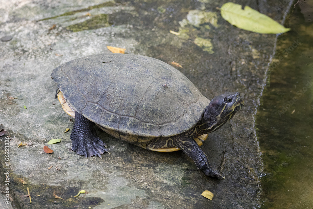 Image of an eastern chicken turtle in thailand Image of an eastern chicken turtle in thailand