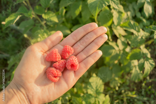 Five raspberries in the female-s hand on the background of green grass