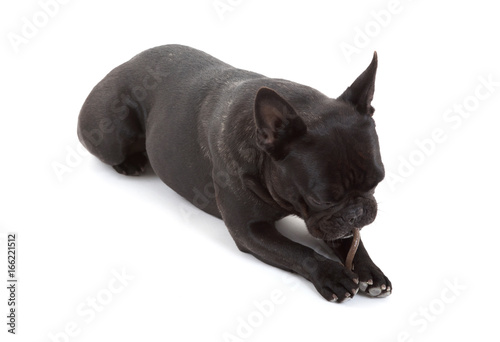 French bulldog isolated, chewing on a bone