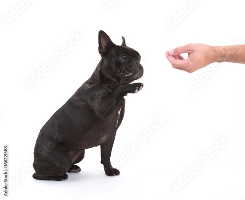 Fototapeta Naklejka Na Ścianę i Meble -  French bulldog giving a paw