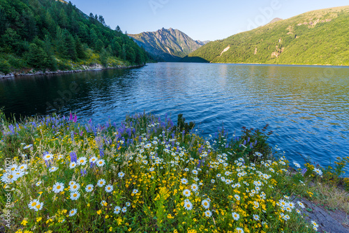 Colorful flowers: chamomile, lupine, foxglove on the shore of a blue lake. Birth of a Lake Trail. Mount St Helens National Park, South Cascades in Washington State, USA