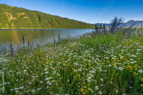 Colorful flowers: chamomile, lupine, foxglove on the shore of a blue lake. Birth of a Lake Trail. Mount St Helens National Park, South Cascades in Washington State, USA