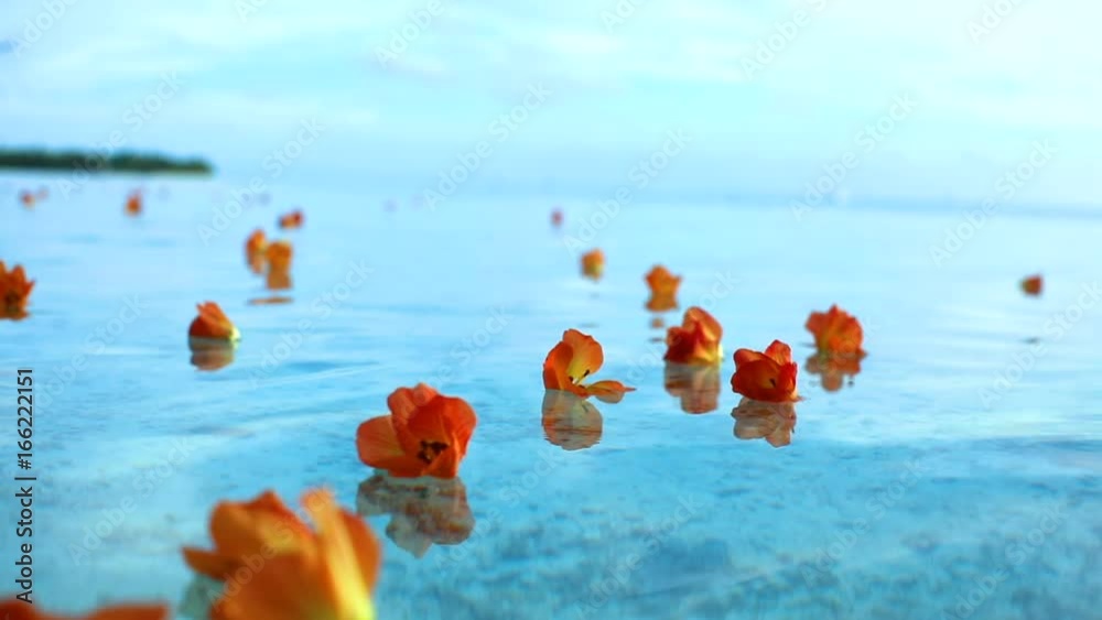 fleurs tropicales sur lagon transparent
