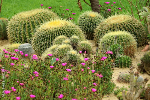 Konstfotografi Cactus garden, Kaktusgarten