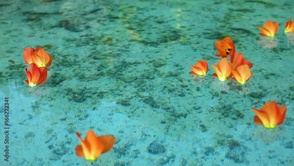 fleurs tropicales sur lagon transparent