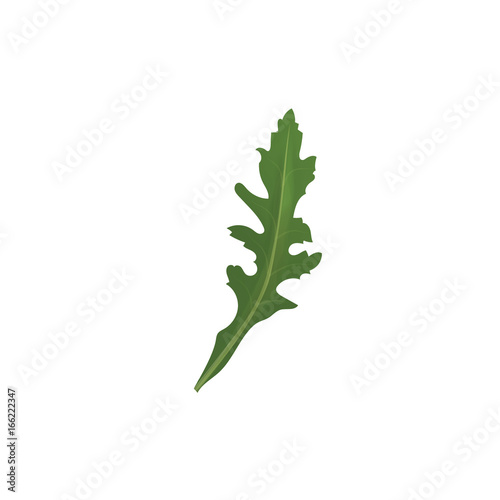 Arugula herb spice vector illustration. Arugula for design