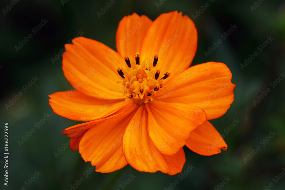 Bright orange flower of Cosmea- Cosmea sulphureus Bright orange flower of Cosmea- Cosmea sulphureus