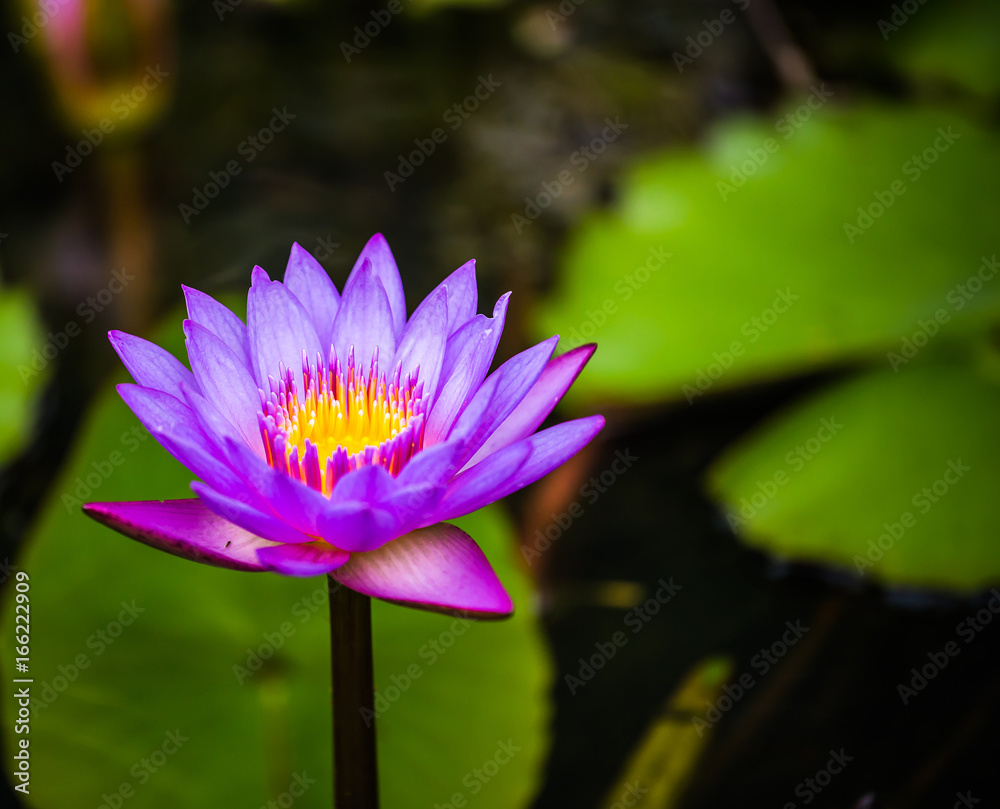 Purple waterlily in pond close up. Purple waterlily in pond close up.