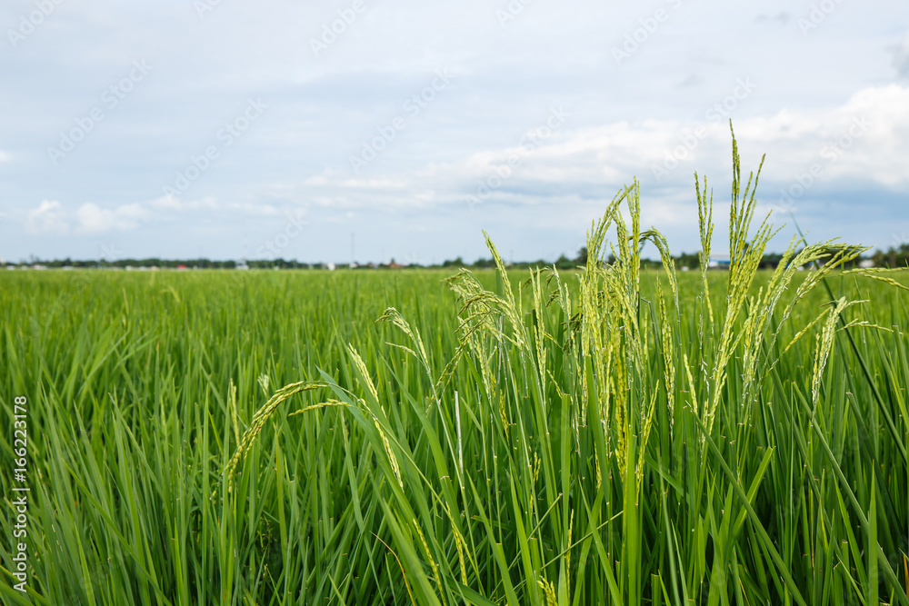 Fototapeta premium Rice ears in the field with clouded sky.