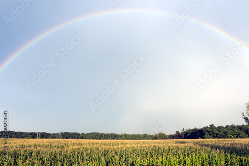 Rainbow over corn field in summer after rain