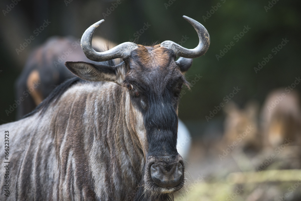 Close up wildebeest