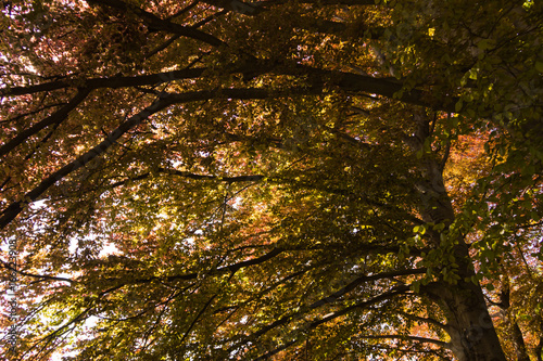 Foliage under a tree-3