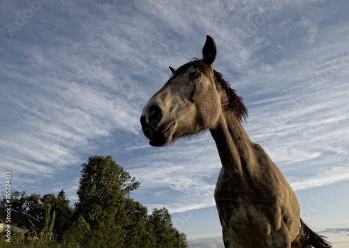 One horse in grass field close up  horse in natural background  horse in nature  domestic animal