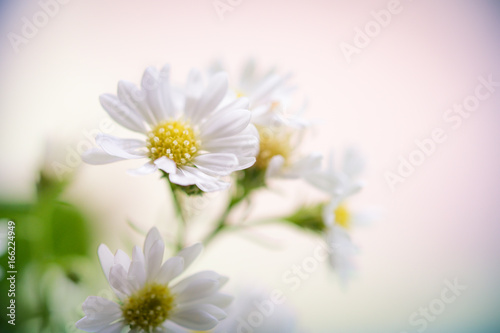 Fototapeta Naklejka Na Ścianę i Meble -  Abstract blur close up nature of flower using for background or wallpaper - Vintage lomo effect