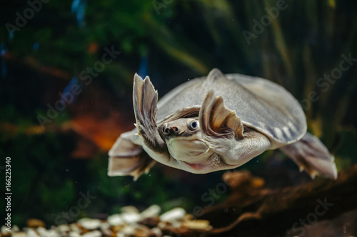 Carettochelys insculpta. The merry turtle swims under the water. Funny animals. © Daniil