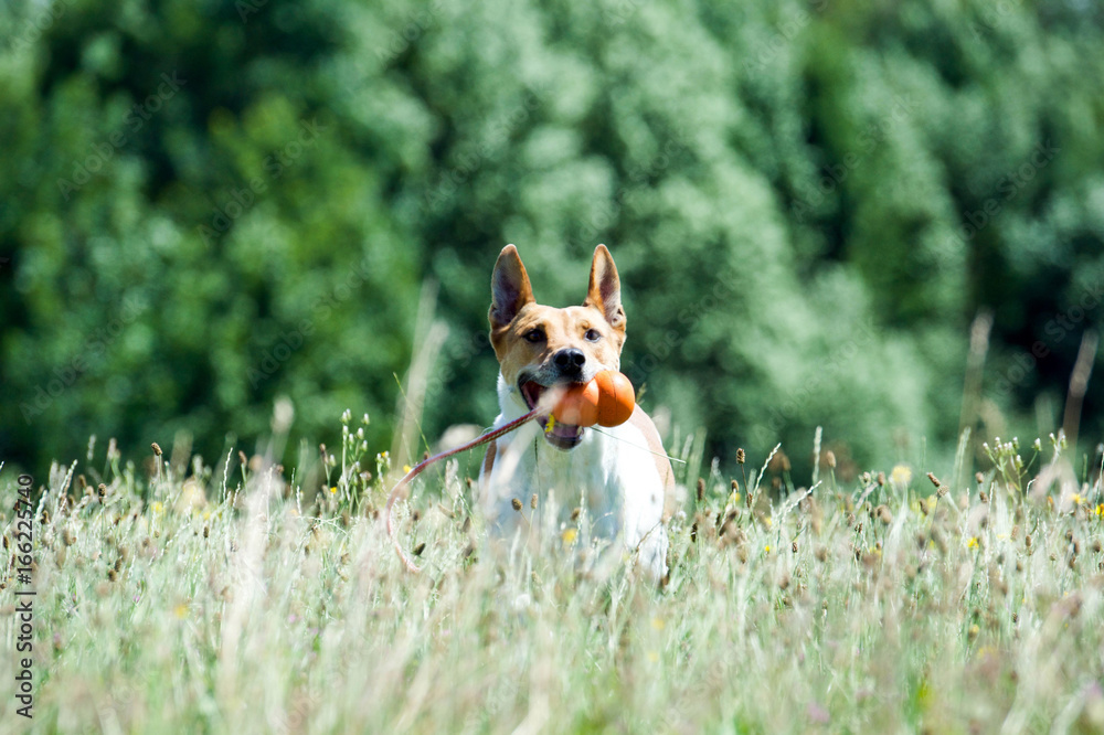 Mischlingshund läuft mit Spielzeug durch hohes Gras Mischlingshund läuft mit Spielzeug durch hohes Gras