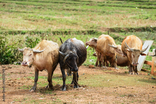 Fototapeta Naklejka Na Ścianę i Meble -  water buffalo in farm