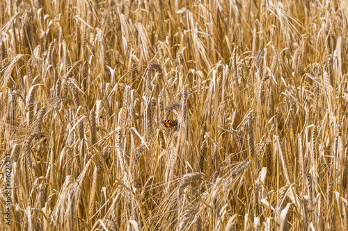 A Butterfly in a Wheat Field