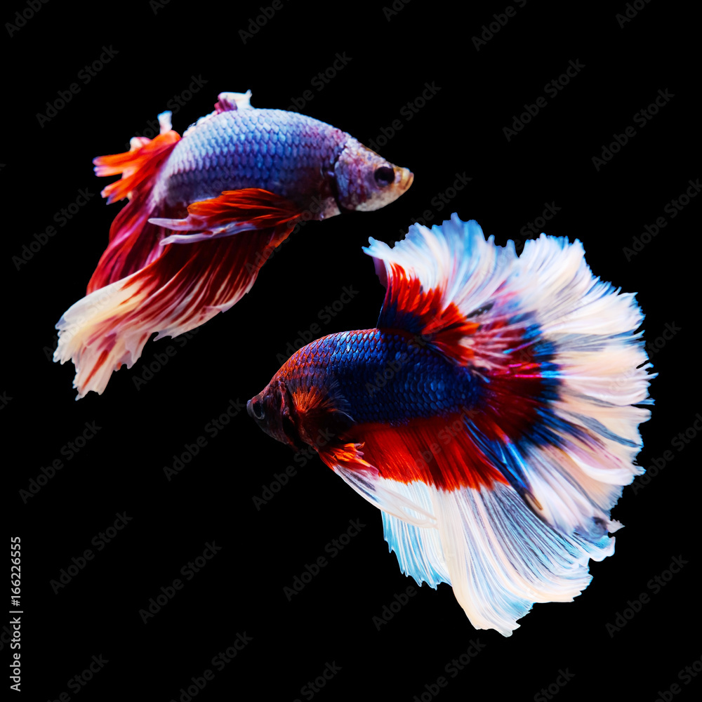 Thai Betta fighting fish battle Thai Betta fighting fish battle