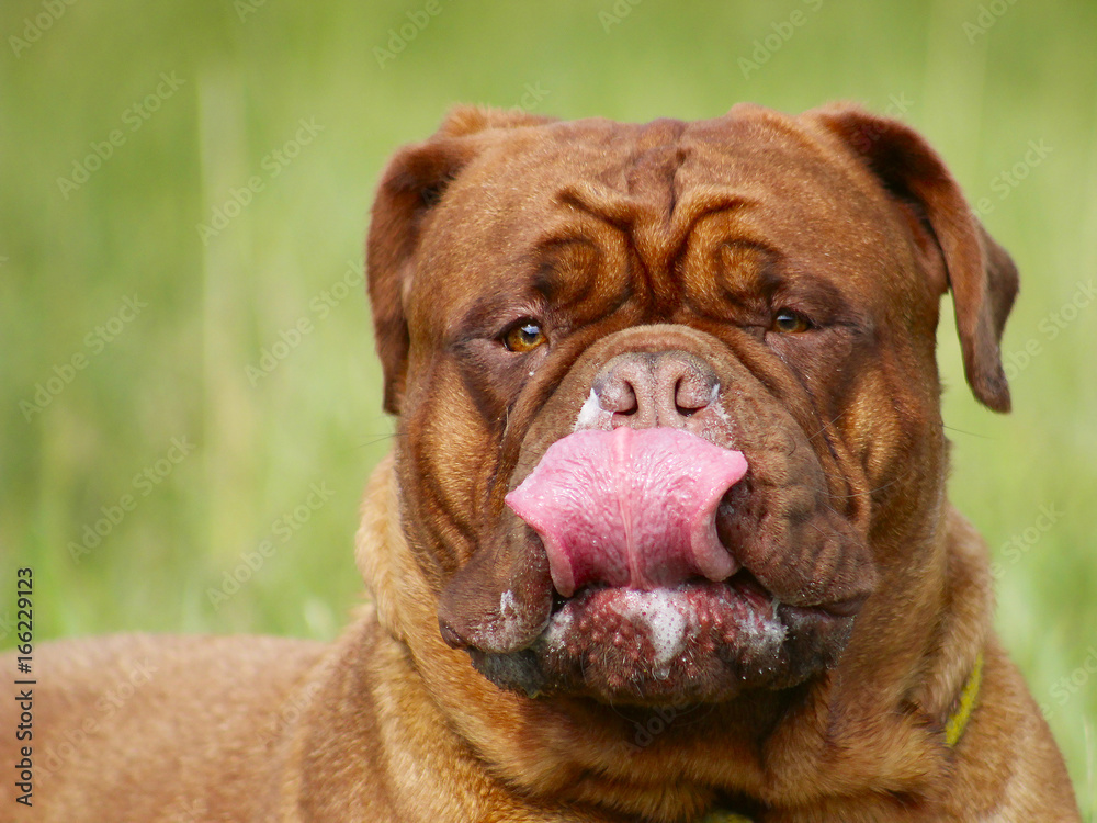 French Mastiff - Bordeaux Dog