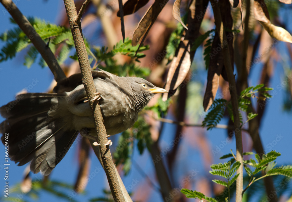 Fototapeta premium Jungle Babbler