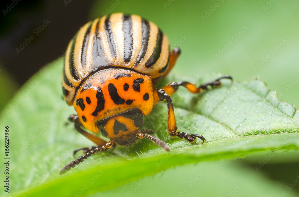 Colorado potato beetle eats potato leaves, close-up Colorado potato beetle eats potato leaves, close-up
