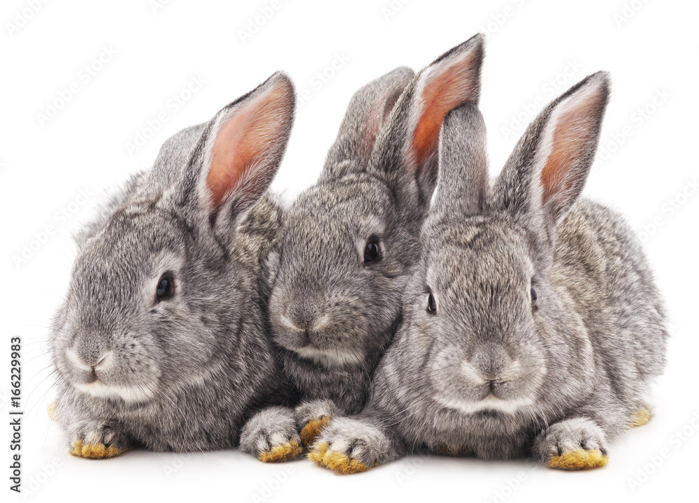 Obraz premium Three rabbits.